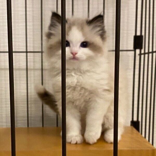 お迎え当時のラグくん