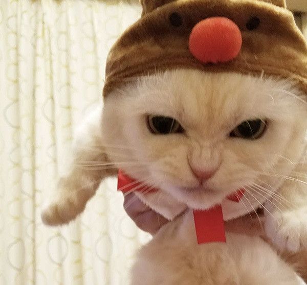 怒ったマンチカン