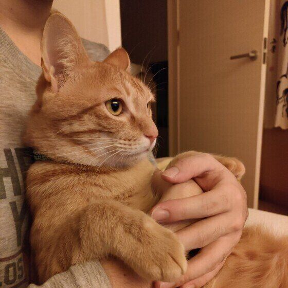 抱っこされる猫