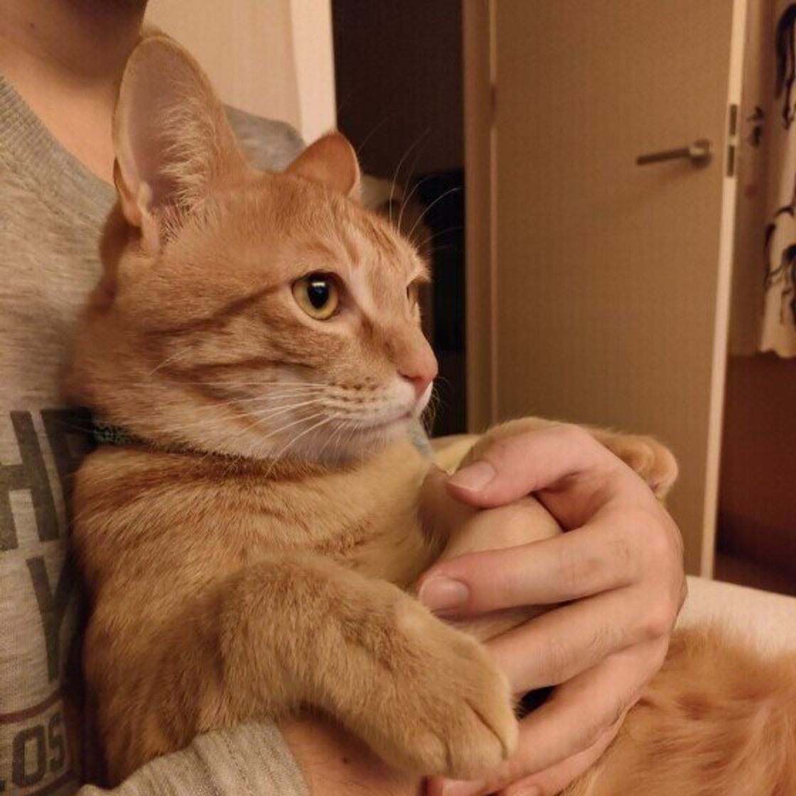 愛猫と距離を縮める 改めて知りたい 正解抱っこ と ダメ抱っこ ねこのきもちweb Magazine 愛猫と距離を縮める 改めて知りたい 正解抱っこ と ダメ抱っこ ねこのきもちweb Magazine