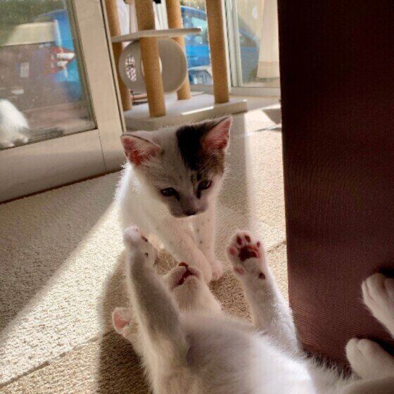 キジトラのニャンプロ