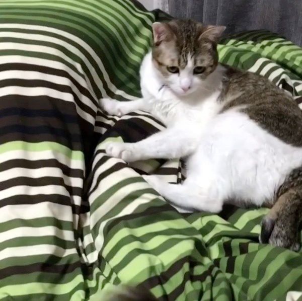 おやすみを邪魔されて怒る猫