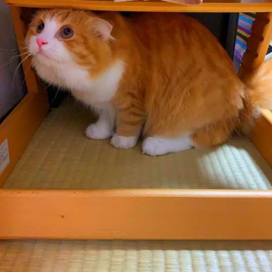 隠れるスコティッシュフォールド・ロングヘア