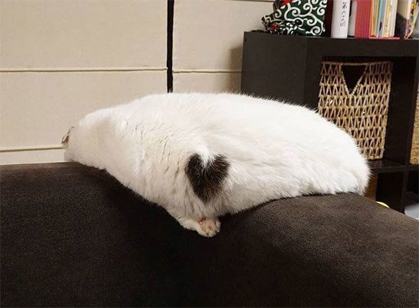 ソファでぐでるライくん