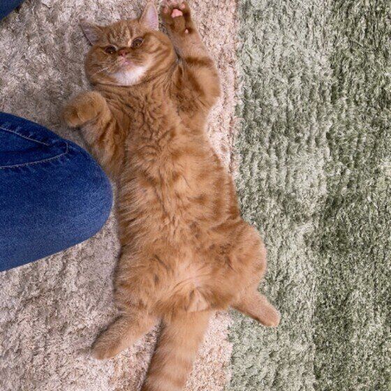 ヘソ天するエキゾチックショートヘア