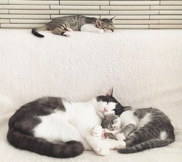 すくすく成長する猫4兄妹