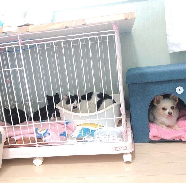 保護当時のウッシーちゃんと子猫たち