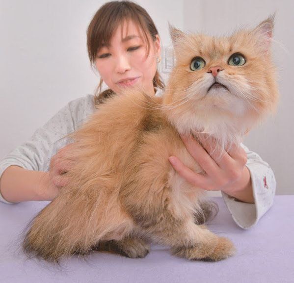 膀胱の機能調節に効くマッサージ