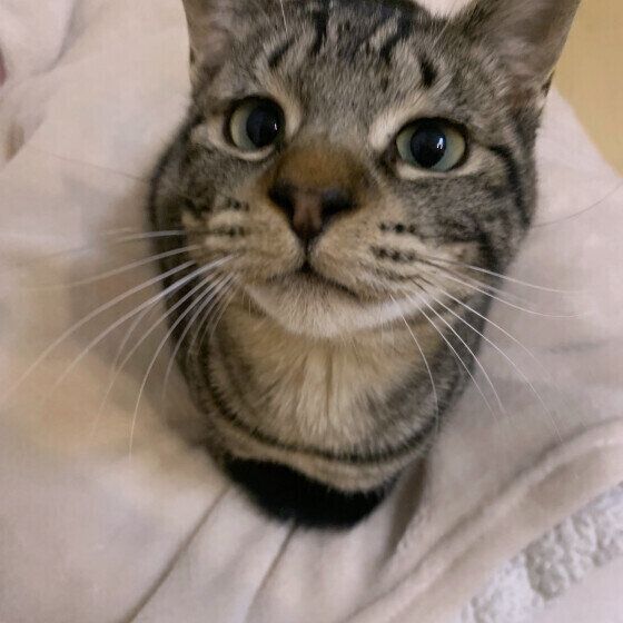 カメラ目線の猫