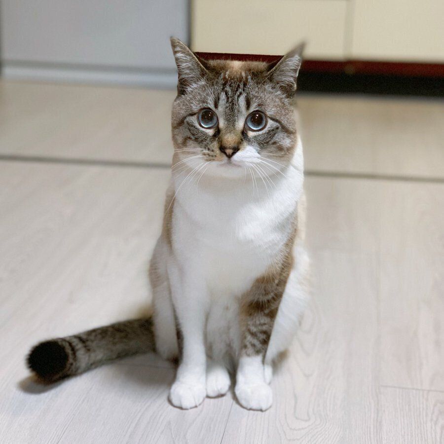 床に座るこめくん