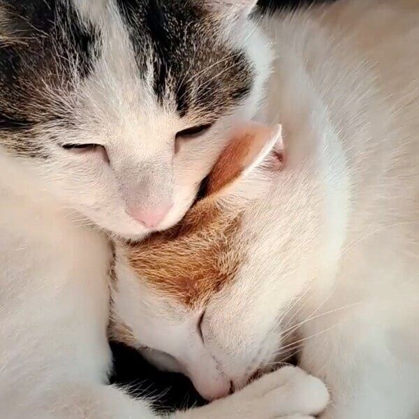 ぎゅっと寄り添うにこちゃんとはなくん