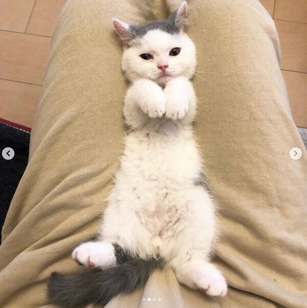 くつろぐカツヲくん