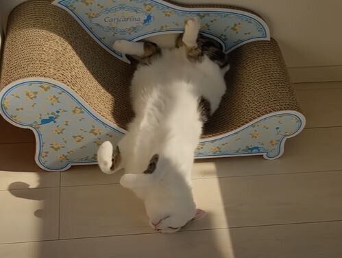 ねこ　チロさん