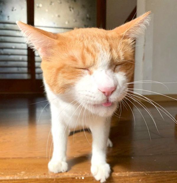 ちゅ〜るを食べる猫