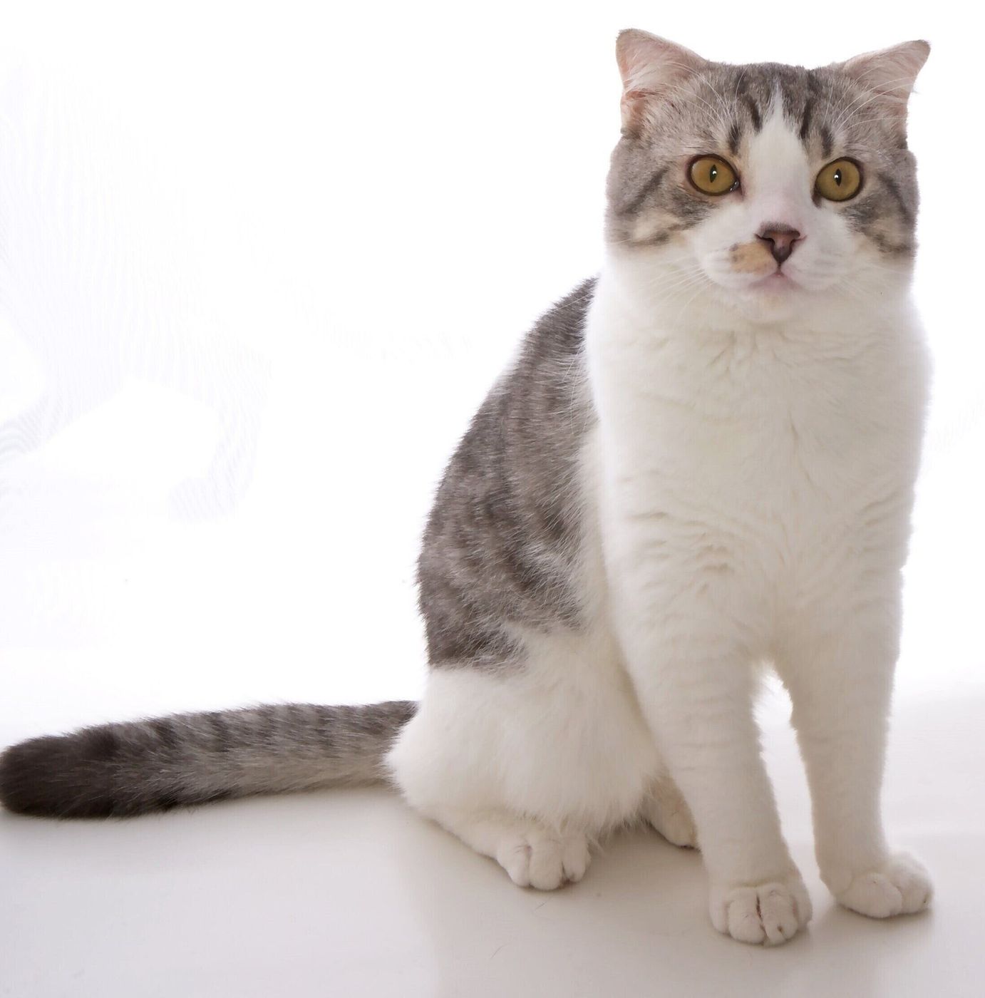 猫の毛柄と性格には関係がある 日本の雑種猫に多い毛柄8つ ねこのきもちweb Magazine 猫の毛柄と性格には関係がある 日本の雑種猫に多い毛柄8つ ねこのきもちweb Magazine