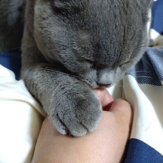 飼い主さんの手をなめるブリティッシュショートヘア