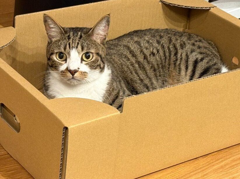 箱の中に入っている猫