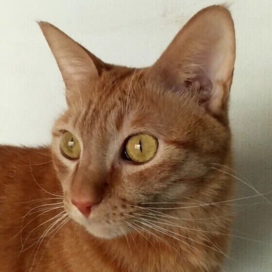 茶トラ猫のロビンちゃん