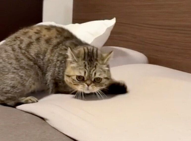 枕をホリホリしようとするジロくん
