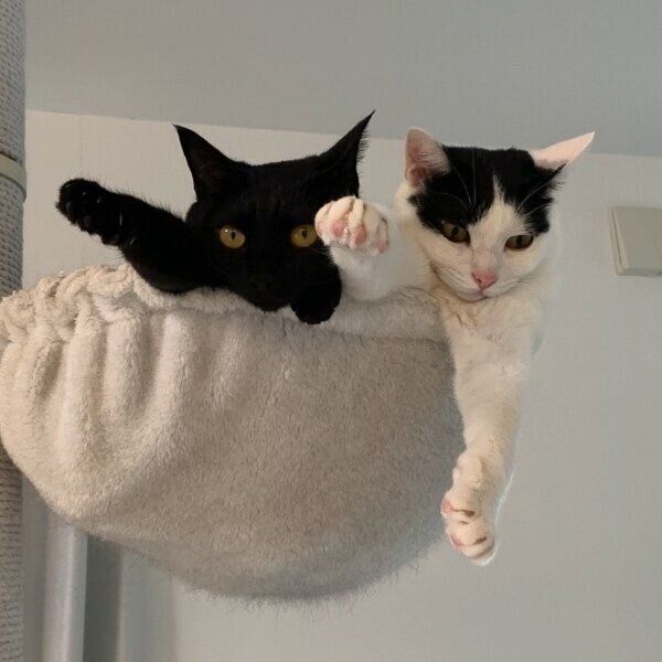 シンクロポーズのおはぎちゃんとおむすびくん