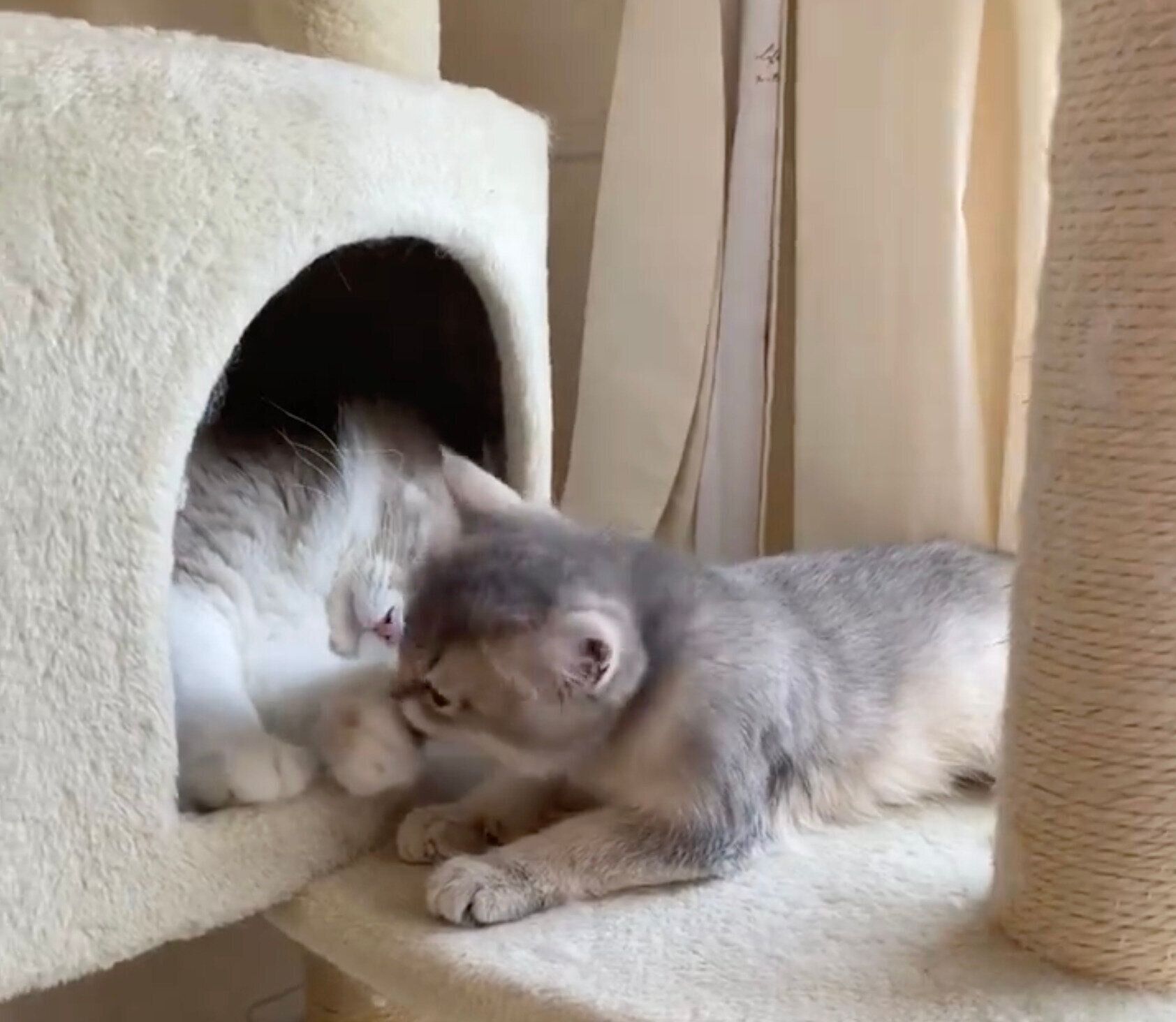 ニコくんの前足をなめるミアちゃん