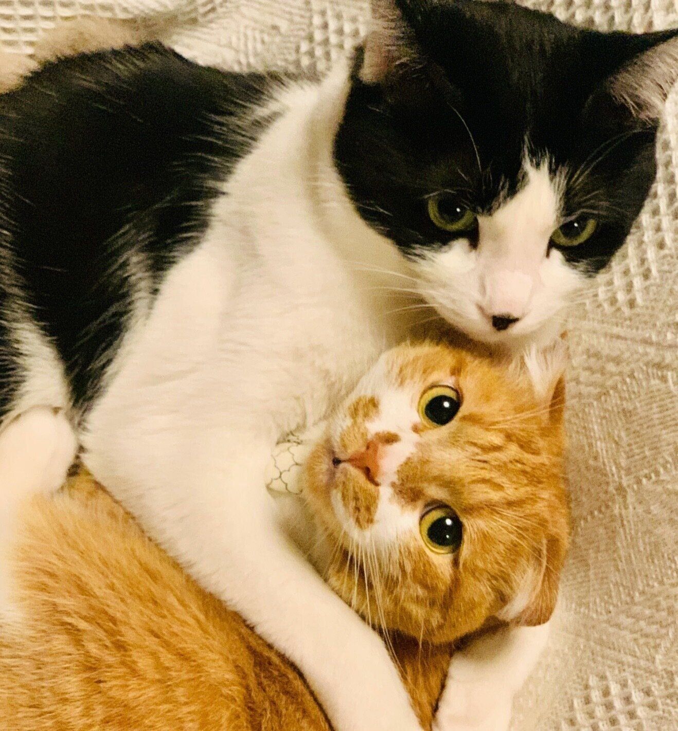 ポポちゃんに抱きつくぺぺくん