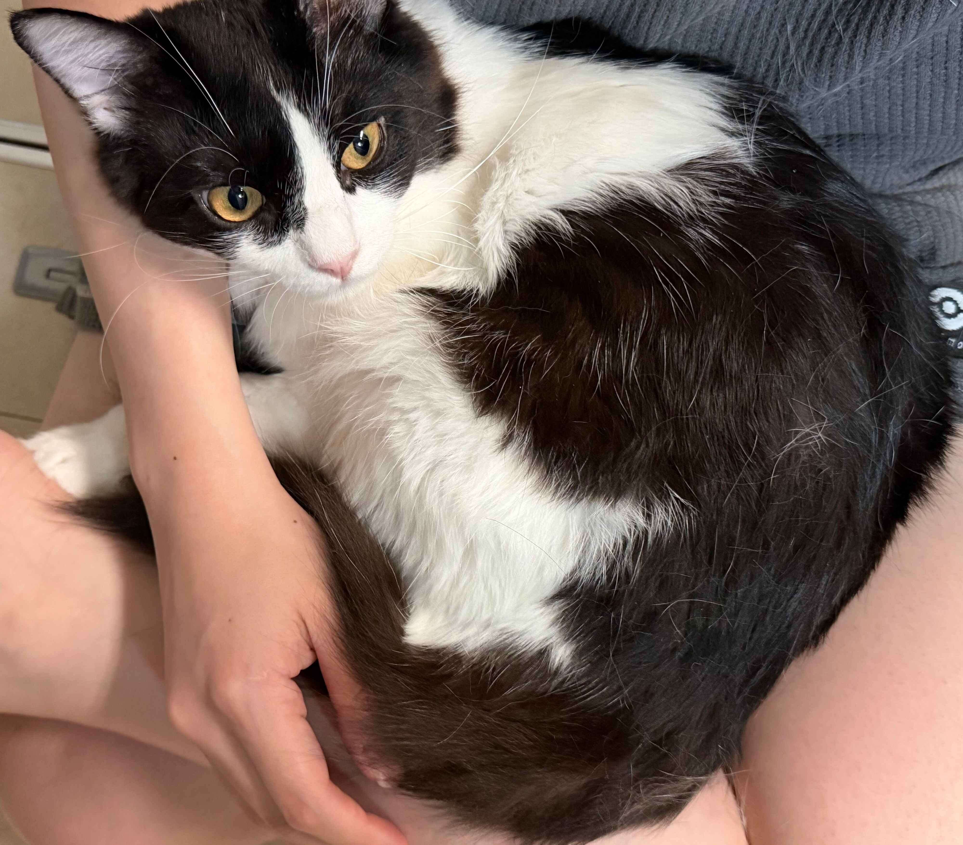 飼い主さんに甘えるなつめくん