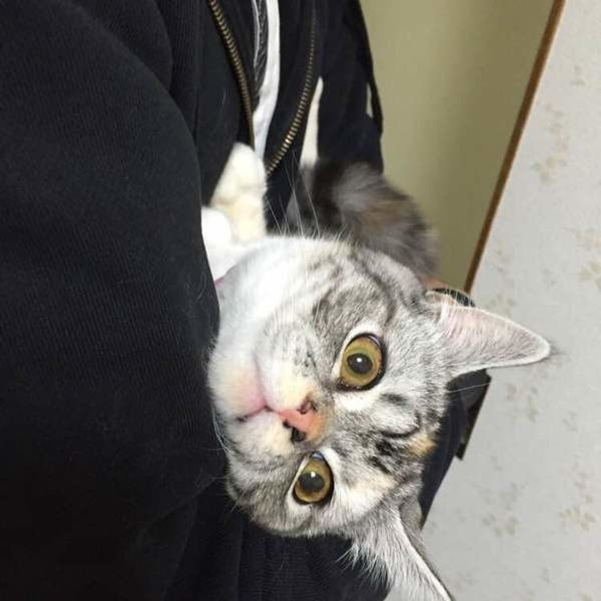 愛猫を抱っこ好きにさせるために 猫のペースに合わせることが肝心 ねこのきもちweb Magazine 愛猫を抱っこ好きにさせるために 猫のペースに合わせることが肝心 ねこのきもちweb Magazine