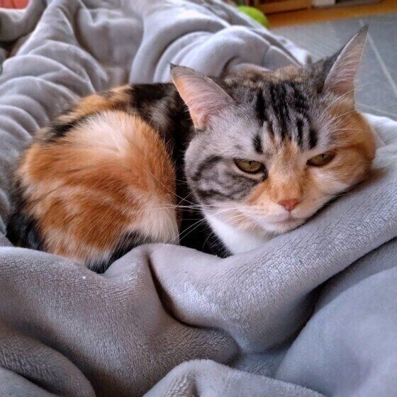 一緒にお昼寝スコティッシュフォールド