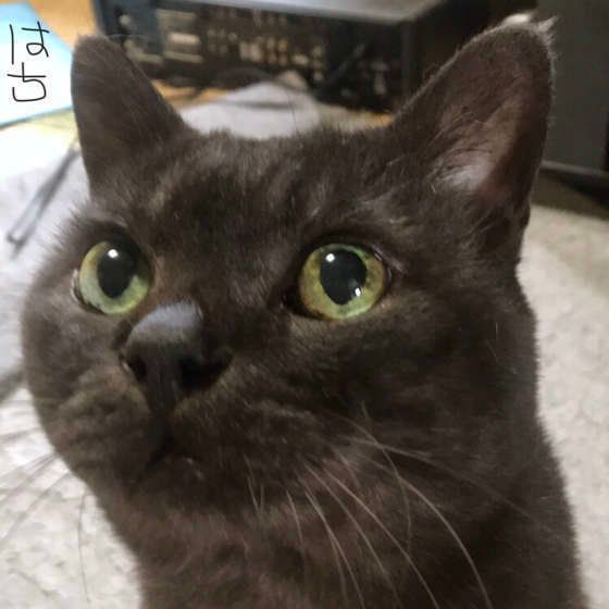 お留守番する黒猫