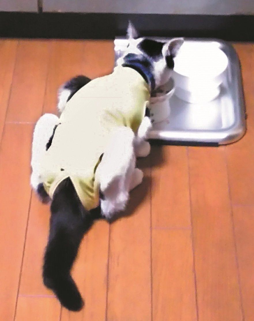 画像／ねこのきもち2019年11月号『猫の病気そこが知りたい』