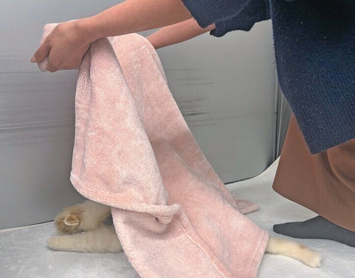 猫の頭側から布をかけて