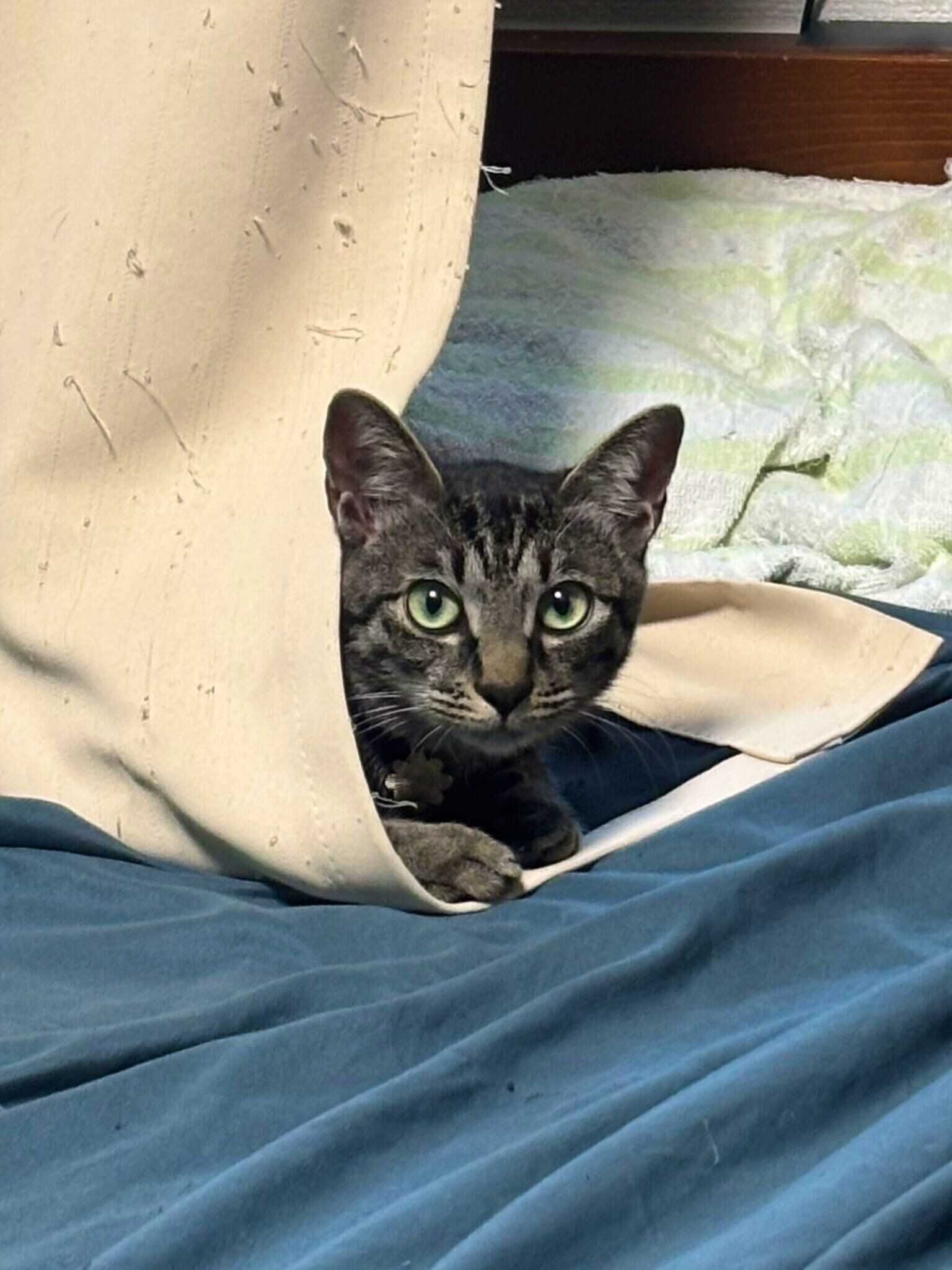 カーテンから体を出している猫