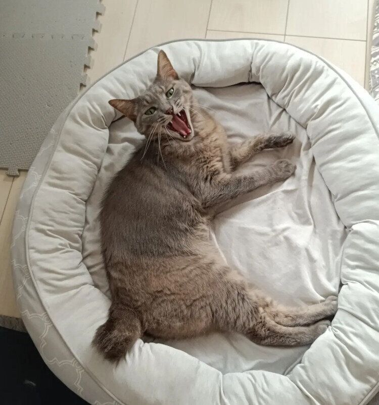 大きく口を開けている猫