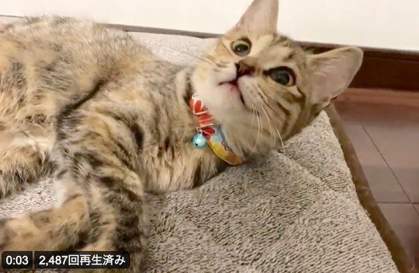 カシャカシャぶんぶんに反応するしじみちゃん