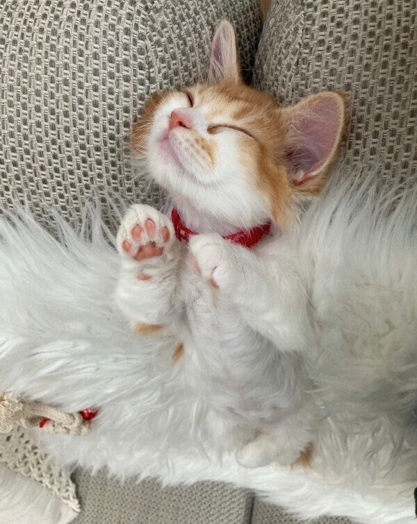 ヘソ天するメープルちゃん