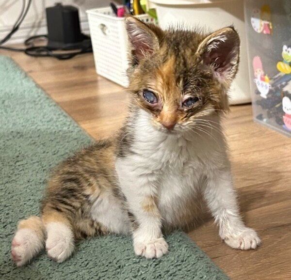 治療前のポテトちゃん