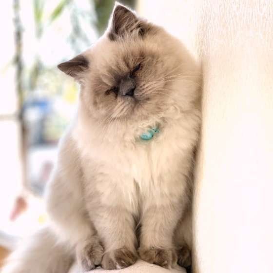 ひなたでウトウトするヒマラヤン