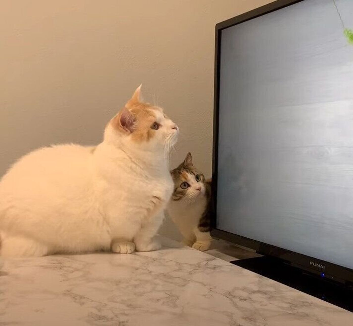 猫 が 見る 動画 忙しいときに大活躍 猫さまが喜ぶyoutube動画 3選 ネコーズブログ Stg Origin Aegpresents Com 猫 が 見る 動画 忙しいときに大活躍 猫さまが喜ぶyoutube動画 3選 ネコーズブログ Stg Origin Aegpresents Com