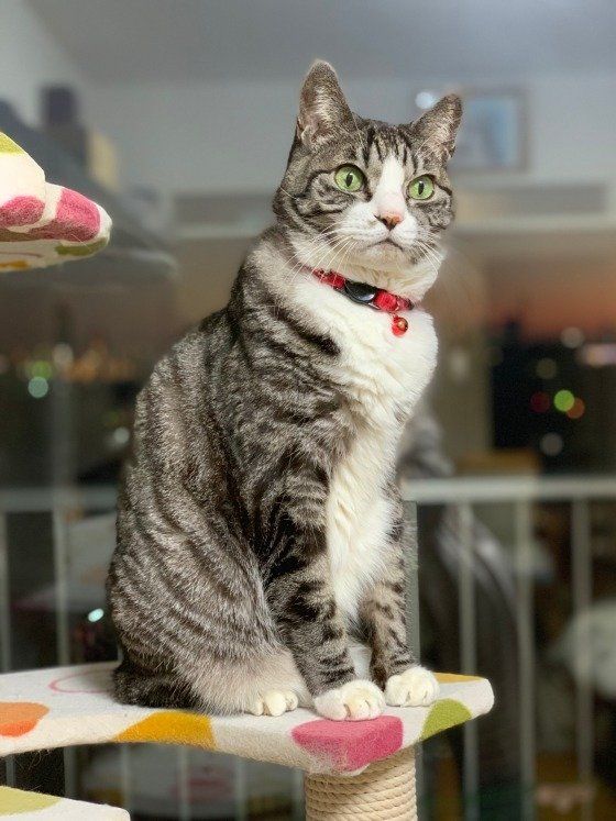 凛々しい表情のサバトラ