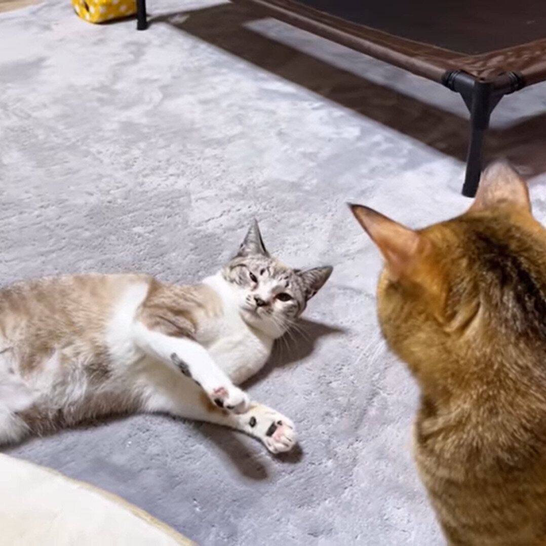 ニャンプロに挑んだリノちゃん