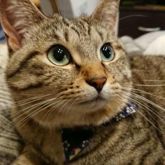 上目遣いをするキジトラ