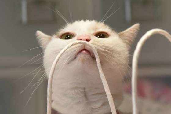 ニオイを嗅ぐ猫