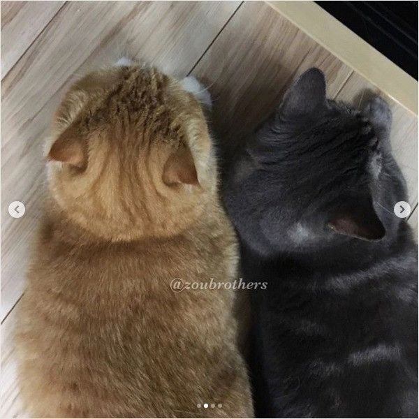 背中合わせの仲良しニャンズ