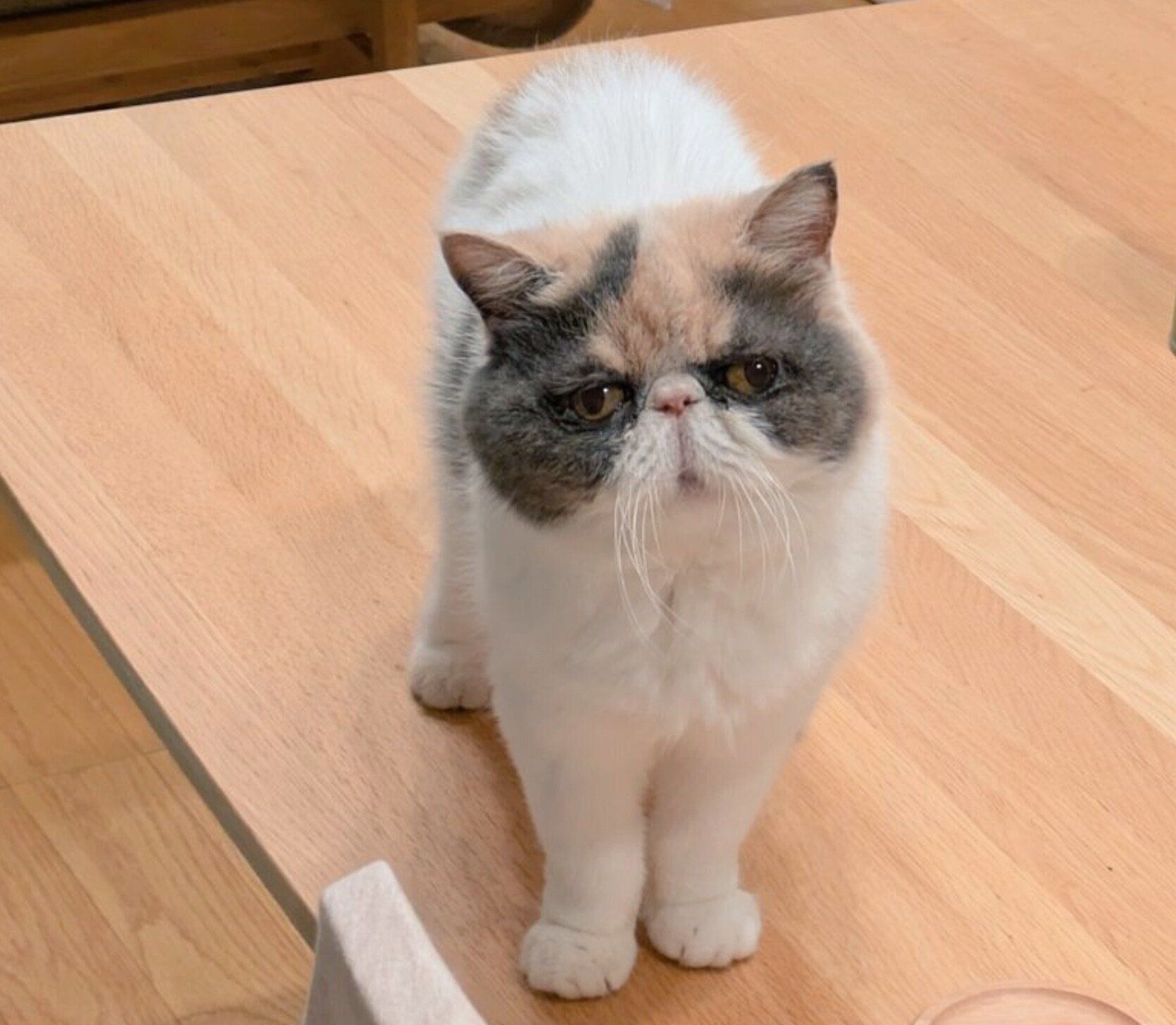 見つめるジャスミンちゃん