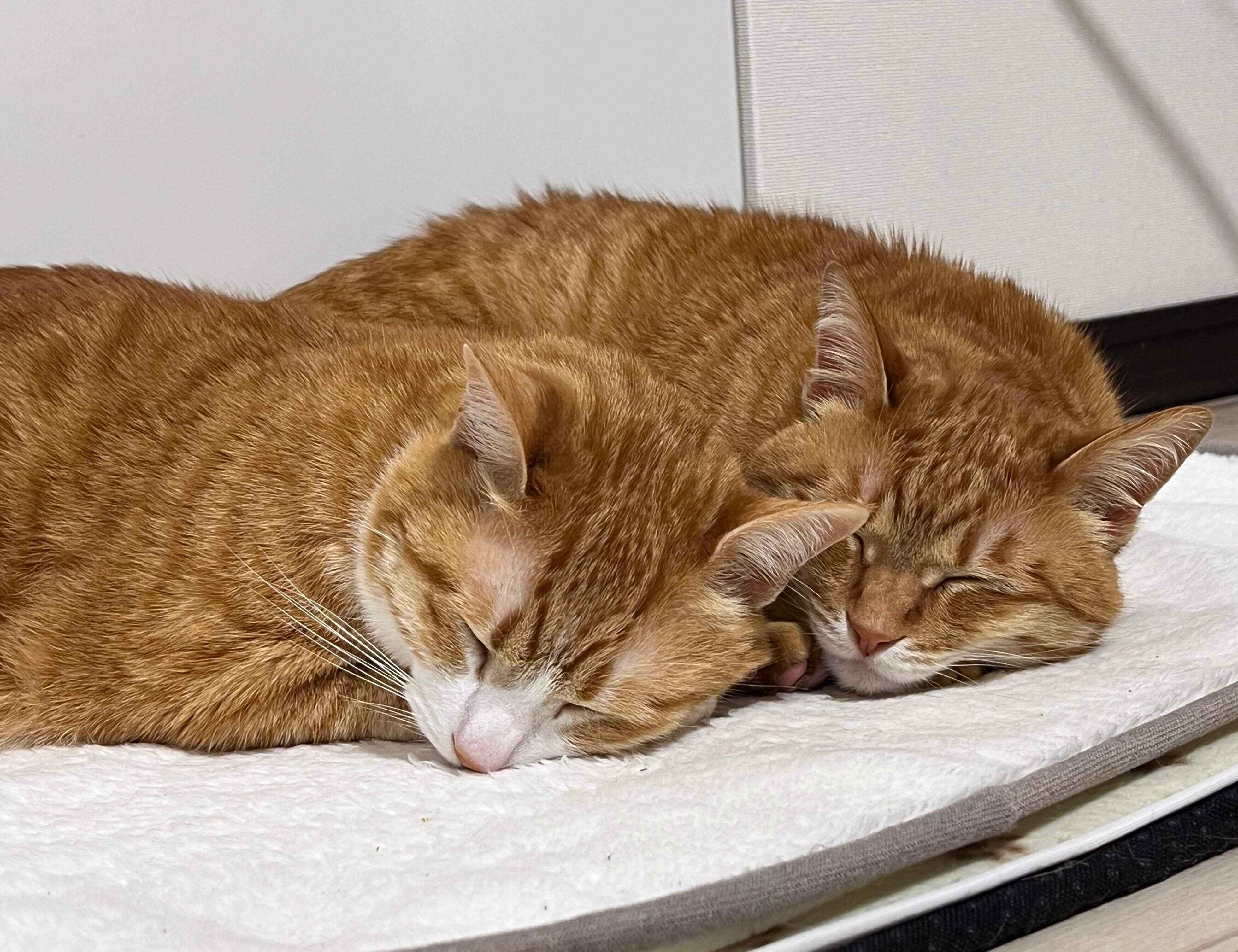 仲良く眠るクウちゃん、カイちゃん