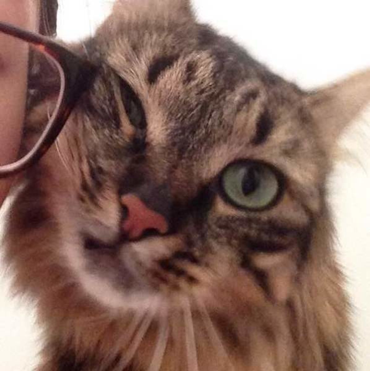 甘えポーズ集も必見 しぐさに現れる 愛猫のきもち を解説します ねこのきもちweb Magazine 甘えポーズ集も必見 しぐさに現れる 愛猫のきもち を解説します ねこのきもちweb Magazine