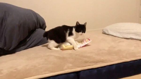 マヨネーズをくわえるぼに助ちゃん