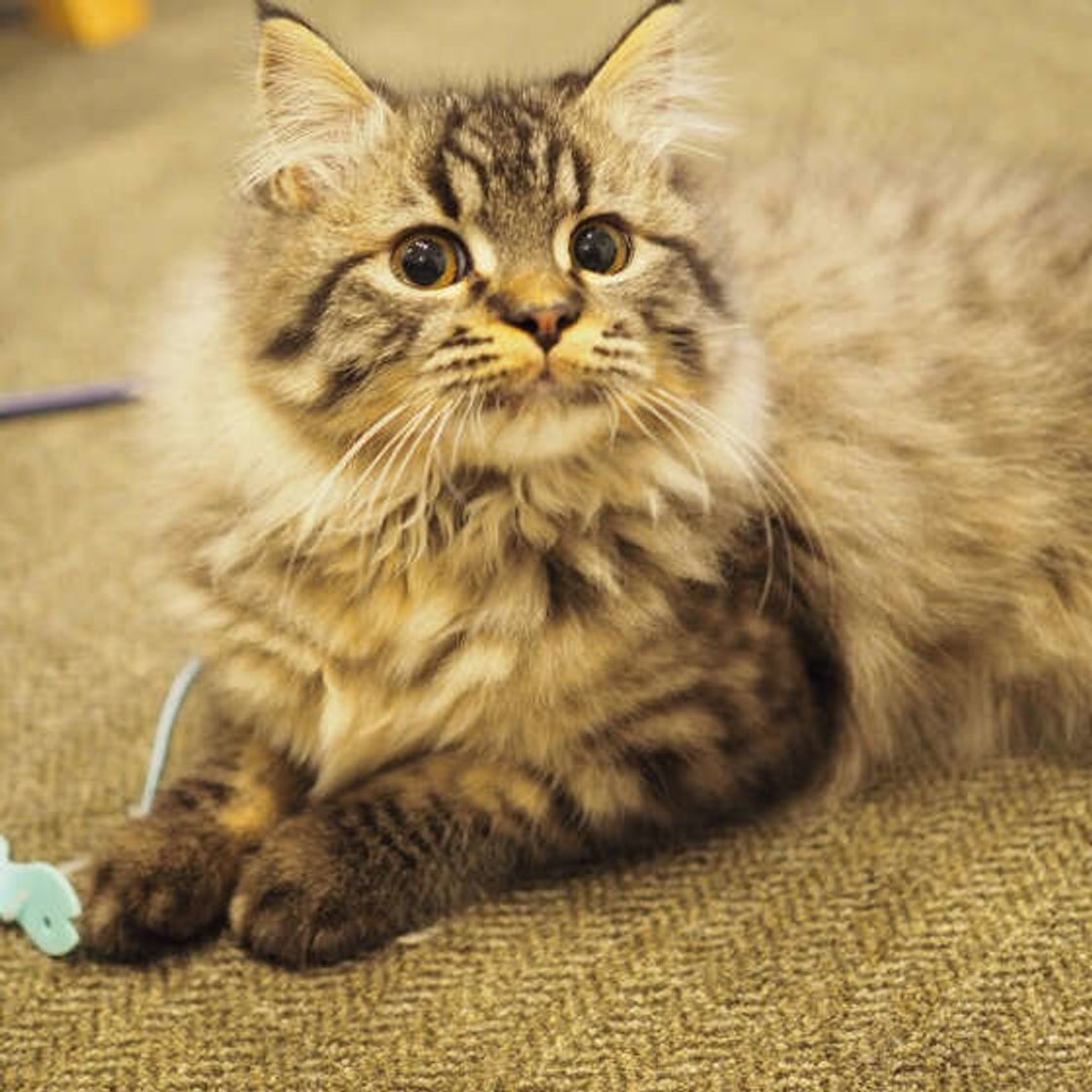 猫はなぜ毛が多くてふわふわなの 毛の仕組みを紹介 ねこのきもちweb Magazine 猫はなぜ毛が多くてふわふわなの 毛の仕組みを紹介 ねこのきもちweb Magazine