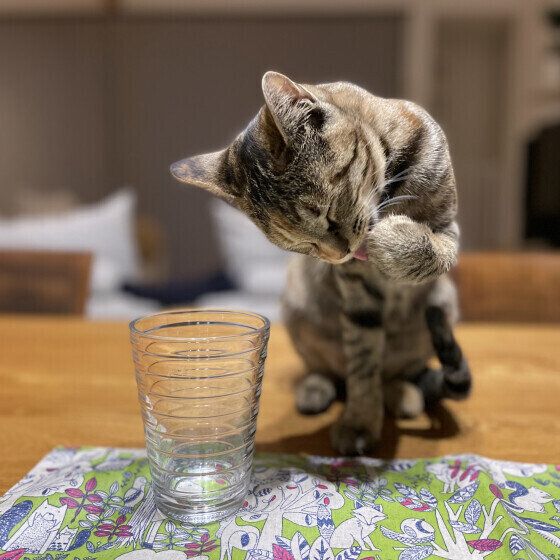 Mix（サバトラ）のシエラちゃん♪